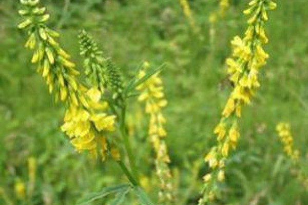 photography yellow sweet clover